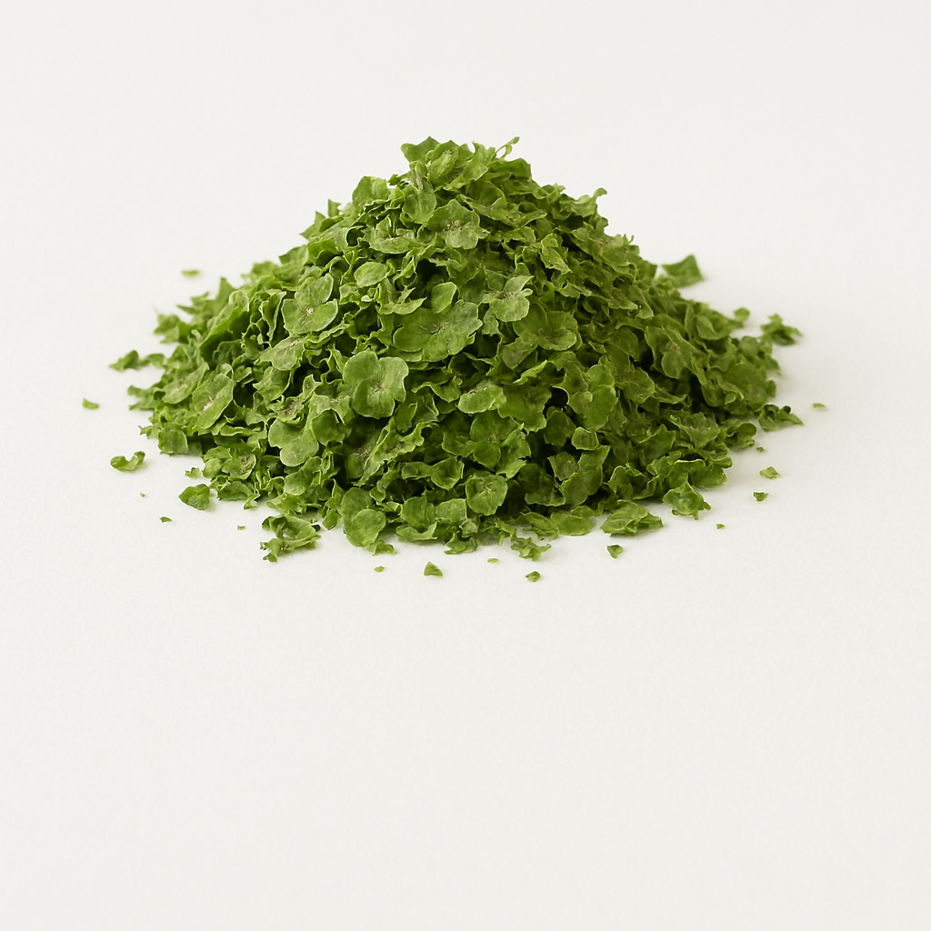 الشامية Moringa 